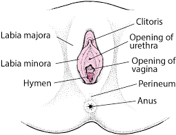 external and internal labia (labia) woman